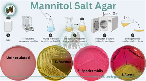 mannitol test microbiology